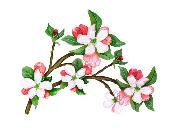 Watercolor Hand Drawn Sakura Branch Background Blossom Cherry Apple Plum — Stock Photo, Image