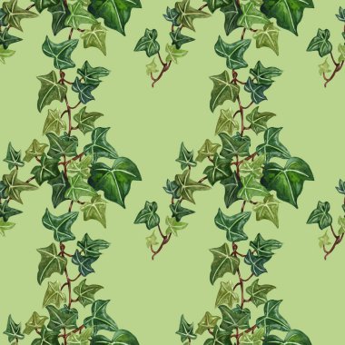 Sulu Boya Dikişsiz botanik Ivy illüstrasyon. Ivy dal üzerinden botanik seamless modeli. 