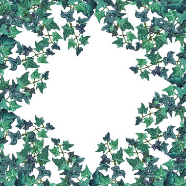 Suluboya botanik Ivy illüstrasyon. Botanik çerçevelemek--dan Ivy dal.