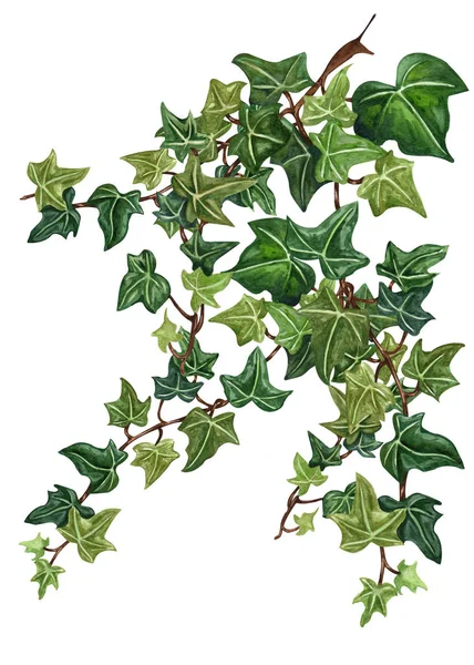Aquarel botanische ivy illustratie. Handgeschilderde groene klimop, witte achtergrond. — Stockfoto