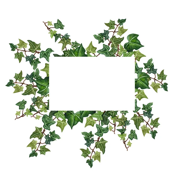 Aquarel botanische ivy illustratie. Botanische frame van klimop twig. — Stockfoto