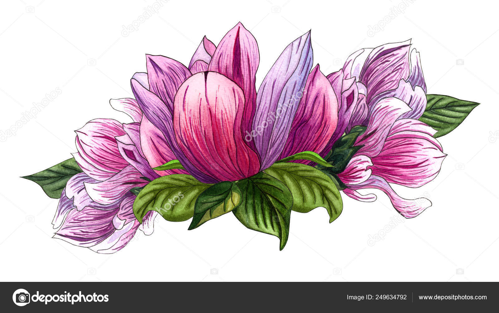 Download Floral Bouquet With Pink Magnolia Flowers And Green Leaves Watercolor Floral Illustration Stock Photo Image By C Barvart 249634792