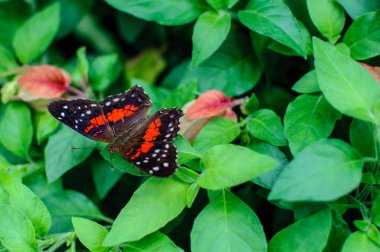 Kelebek. Yeşil yaprakları üzerinde oturan büyük kelebek.
