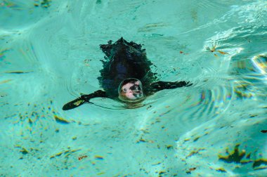 suda yüzen penguen. 