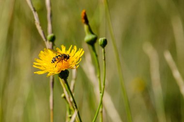 Bal arısı polen sarı tecavüz çiçek toplama. 