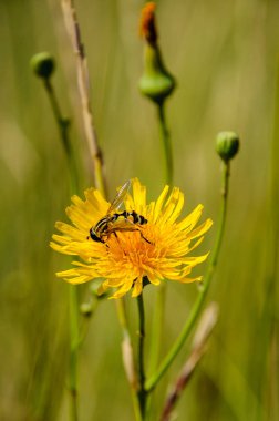 Bal arısı polen sarı tecavüz çiçek toplama. 