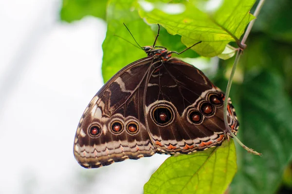 Nahaufnahme des blauen Morpho-Schmetterlings. großer Schmetterling sitzt auf grünen Blättern. — Stockfoto