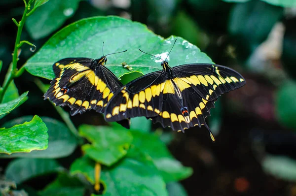 Schmetterling. großer Schmetterling sitzt auf grünen Blättern. — Stockfoto