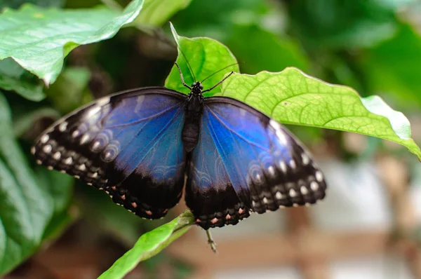 Blauer Morpho, Morpho peleides, Schmetterling. großer Schmetterling sitzt auf grünen Blättern. — Stockfoto