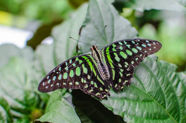 Nahaufnahme eines Grüns. großer Schmetterling sitzt auf grünen Blättern. — Stockfoto