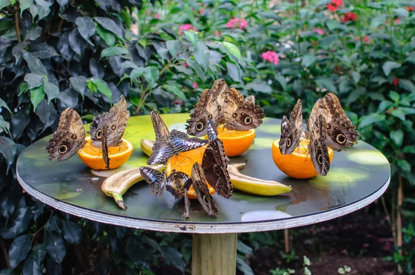 Varietà di farfalle morpho che si nutrono da ciotola di frutta — Foto Stock