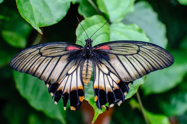 Schmetterling. großer Schmetterling sitzt auf grünen Blättern. — Stockfoto