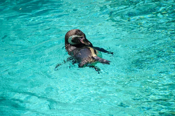 Pinguin schwimmt im Wasser. — Stockfoto