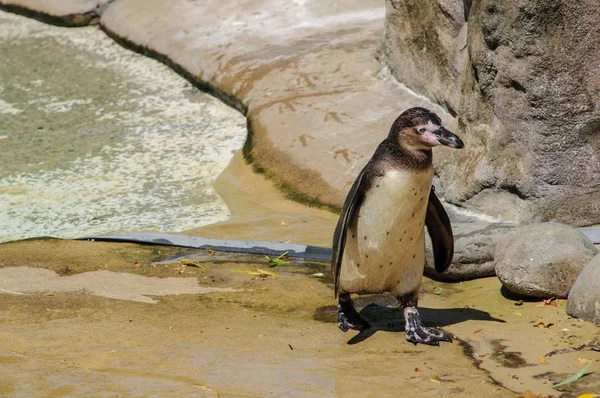 El pingüino mojado solo. Fotografía tomada en un zoológico . — Foto de Stock