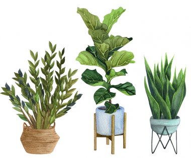 Bir tencerede kapalı bitkiler . suluboya seti. Zz Bitki (Zamioculcas), Yılan Bitki (Sansevieria), Bir tencerede Keman Yaprağı İncir.