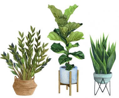 Indoor plants in a pot . watercolor set.  ZZ Plant (Zamioculcas),  Snake Plant (Sansevieria),  Fiddle Leaf Fig in a pot. clipart