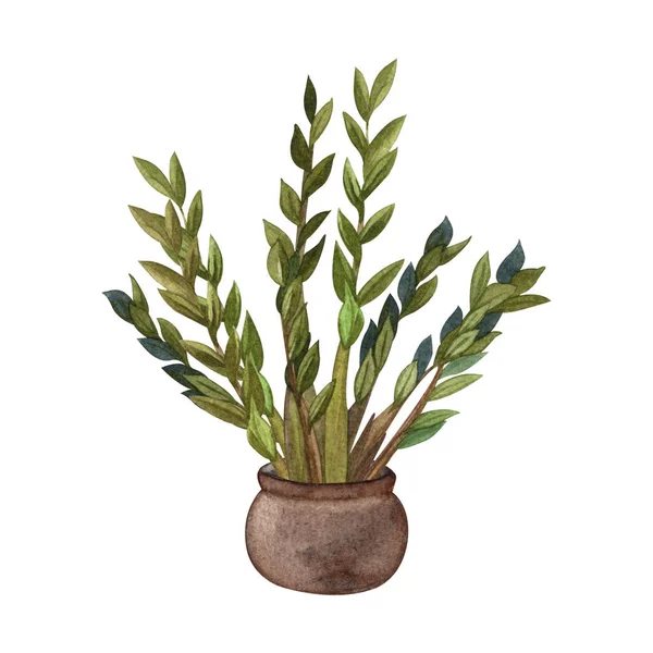 Ilustração de aquarela de planta interna. Plantas de casa, ZZ Plant (Zamioculcas) em uma panela . — Fotografia de Stock