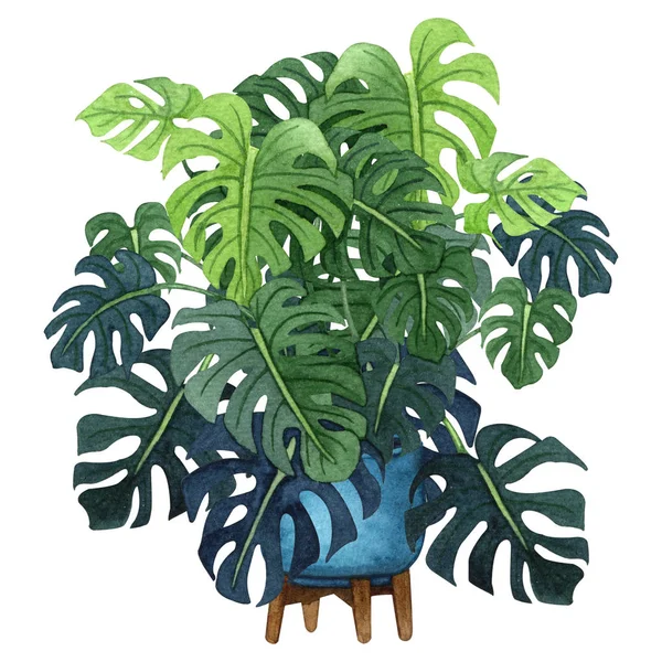 Monstera planta com grandes folhas verdes em um pote azul . — Fotografia de Stock