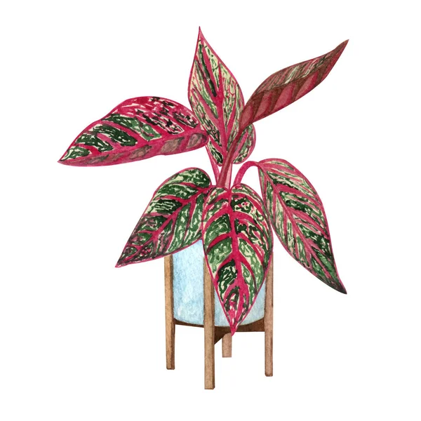 Hydrobarevná ilustrace vnitřní rostliny Domácí rostliny, Aglaonema Legacy v roztomilým hrnci — Stock fotografie