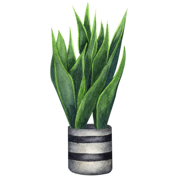 Pianta da interno acquerello illustrazione. Home Piante, Sansevieria o Pianta Serpente in vaso grigio . — Foto Stock