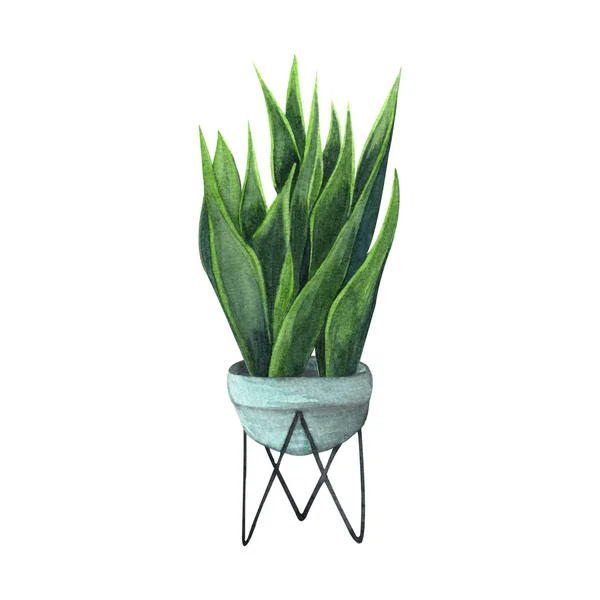 Ilustração de aquarela de planta interna. Plantas de casa, Sansevieria ou Snake Plant em um vaso azul claro . — Fotografia de Stock