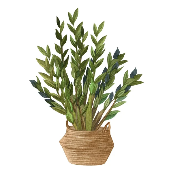 Indoor plant watercolor illustration. Home plants, ZZ Plant (Zamioculcas) in a pot. — Stock Photo, Image