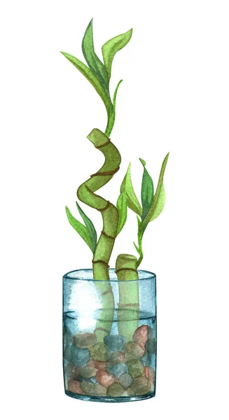 Albero di bambù in un vaso di vetro con acqua e rocce . — Foto Stock