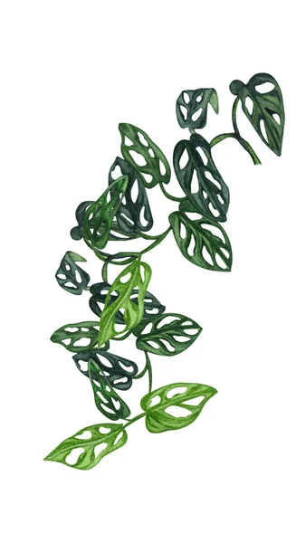 Ilustração de aquarela de planta interna. Plantas domésticas. Monstera de bebê com folhas pequenas. Liana... . — Fotografia de Stock