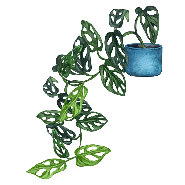 Belső növény akvarell illusztráció. Otthon növények. Baby Monstera kis levelek egy kék pot. Liana. — Stock Fotó