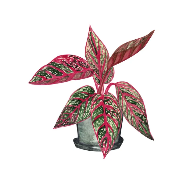 Illustrazione dell'acquerello dell'impianto indoor. Piante domestiche, Aglaonema Legacy in un vaso carino — Foto Stock