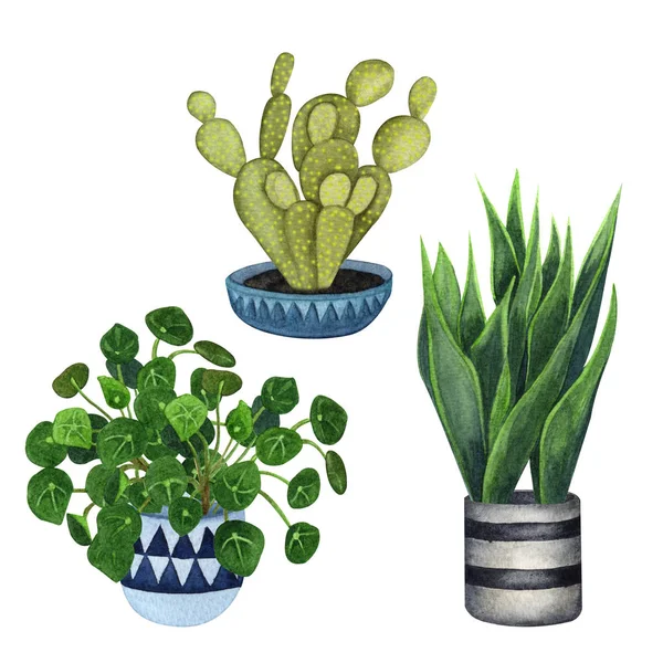 室内植物在锅套。水彩植物设置。家庭植物盆栽. — 图库照片