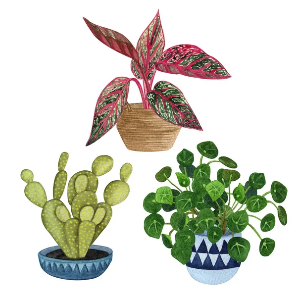 室内植物在锅套。水彩植物设置。家庭植物盆栽. — 图库照片