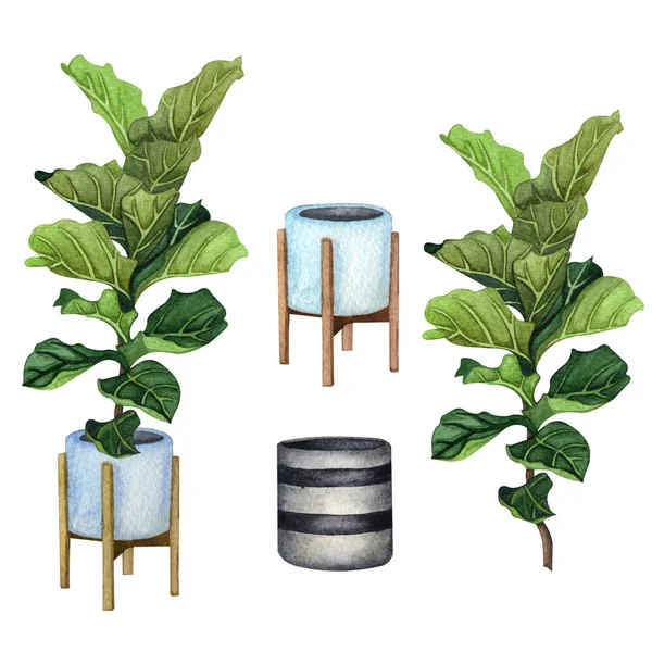 Piante da appartamento in una pentola. Set di piante ad acquerello. Home piante in vaso . — Foto Stock