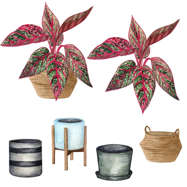 Beltéri növények egy pot-set. Akvarell növények meg. Cserepes lakásüzem. — Stock Fotó