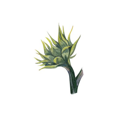 Kapalı ayçiçeği beyaz arka plan üzerinde izole. Çiçek.