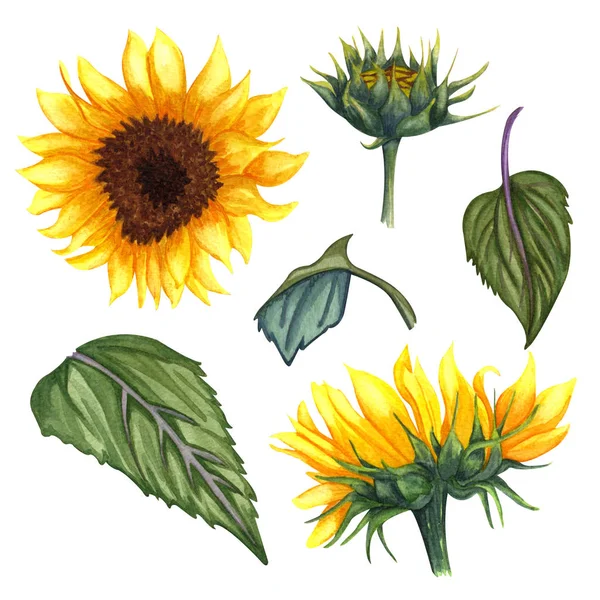 Красива квіткова колекція з соняшниками, листям, гілками, листям паперу. Яскравий акварельний набір кліп-арт соняшників . — стокове фото