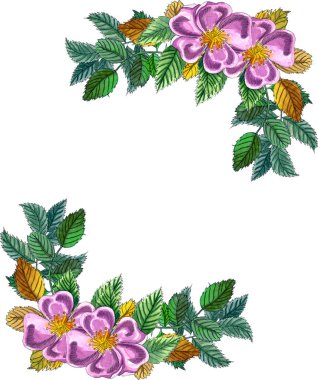 Pembe yabani gül ile Çiçek Kare Çerçeve, gül kalça, köpek gül, yeşil ve sarı yaprakları., el çizilmiş suluboya çerçeve beyaz izole. Köpek gül çiçekleri ile Conner çelenk. 