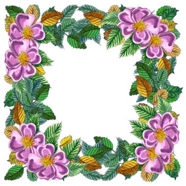 Çiçek Kare Çerçeve pembe yabani gül, gül kalça, köpek gül, yeşil ve sarı yaprakları., el wthite izole suluboya çerçeve çizilmiş. Köpek gül çiçekleri ile Conner çelenk. 