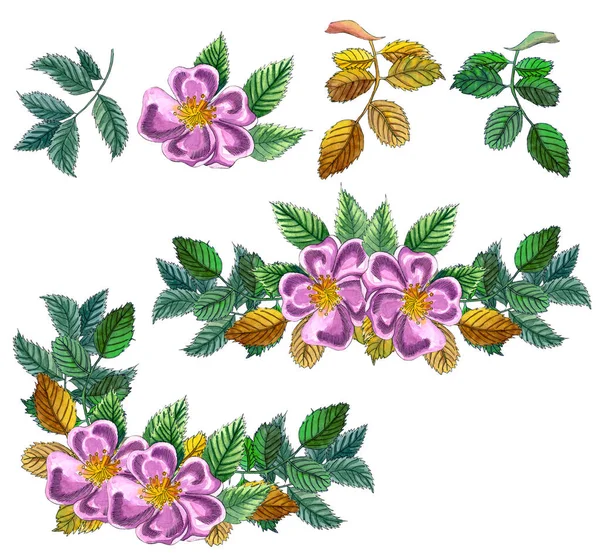 花套方形框架，边框与粉红色野生玫瑰，玫瑰臀部，狗玫瑰，绿色和黄色叶子.，手绘水彩插图. — 图库照片