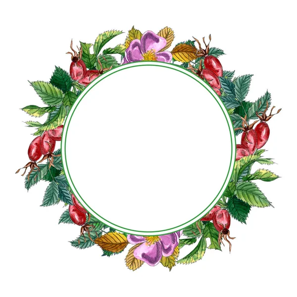 Moldura redonda floral com rosa rosa rosa selvagem, rosa quadril, cão rosa, folhas verdes e bagas vermelhas, coroa de aquarela desenhada à mão isolada no branco . — Fotografia de Stock