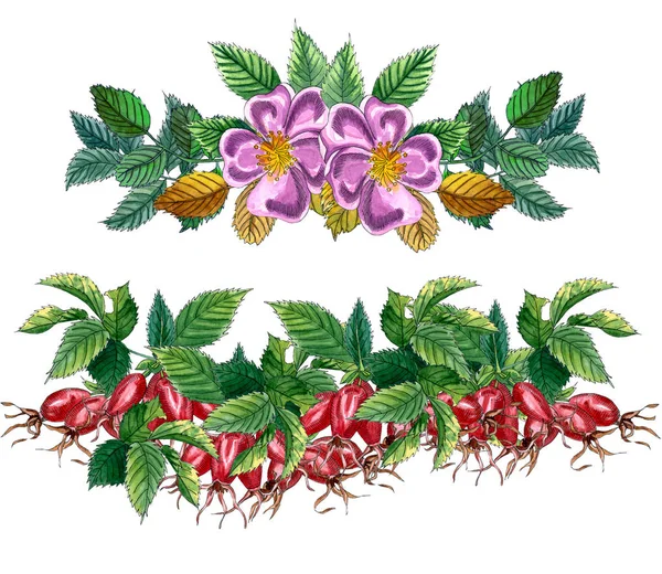 花一套边界与粉红色野生玫瑰，玫瑰臀部，狗玫瑰，绿叶和红色浆果，手绘水彩插图. — 图库照片