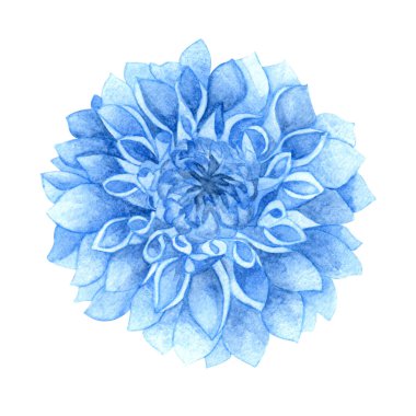 Beyaz izole arka planda llight mavi çiçek Dahlia. Nazik yaz çiçekleri.