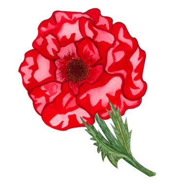 Suluboya el boyalı kırmızı haşhaş çiçeği. Tek soyut büyük kırmızı çiçek. Kırmızı yaprakları.