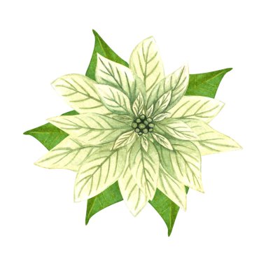Suluboya el çizilmiş Noel çiçeği, beyaz arka planda yeşil yapraklı beyaz noktalı çiçek..