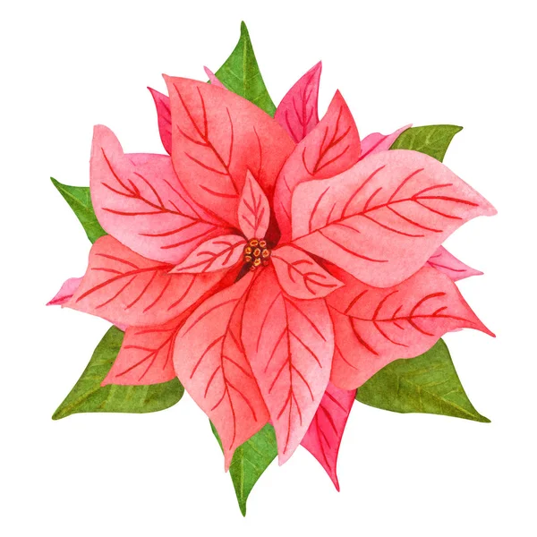 Akvarel ručně kreslené vánoční květiny, růžová poinsetia se zelenými listy na bílém pozadí. — Stock fotografie
