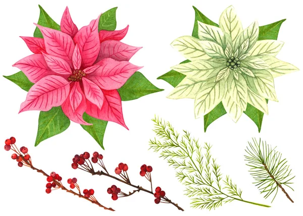 Χειροποίητα παραδοσιακά χριστουγεννιάτικα αστέρια και χειμερινά φυτά: αποξηραμένα κλαδιά με κόκκινα μούρα και κλαδιά ελάτης που απομονώνονται σε λευκό φόντο. Υδατογραφία Χριστουγεννιάτικο σετ από λουλούδια πουανσέτια με πράσινα κλαδιά. — Φωτογραφία Αρχείου