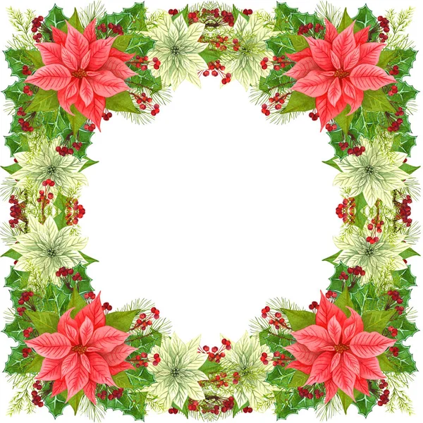 Decoración del marco navideño Estrella de Navidad y plantas de invierno: hojas de acebo, ramita seca con bayas rojas y rama de abeto aislada sobre fondo blanco. Corona de Navidad acuarela de flores de poinsettia . —  Fotos de Stock