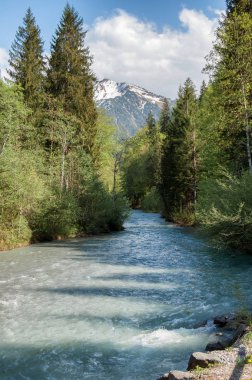 Ormandaki dağ nehri