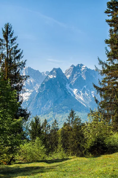 View Alps Forest — Stock Photo, Image