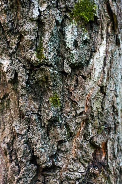 Close Bark Birch Tree — Stock Photo, Image